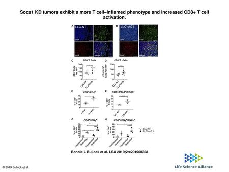 Socs1 KD tumors exhibit a more T cell–inflamed phenotype and increased CD8+ T cell activation. Socs1 KD tumors exhibit a more T cell–inflamed phenotype.