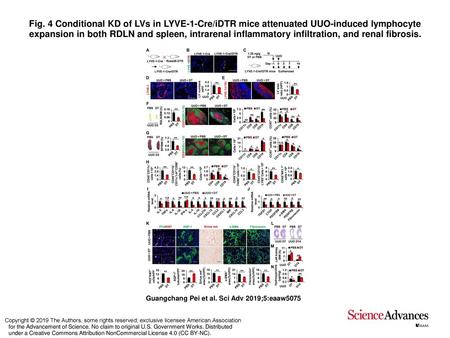 Fig. 4 Conditional KD of LVs in LYVE-1-Cre/iDTR mice attenuated UUO-induced lymphocyte expansion in both RDLN and spleen, intrarenal inflammatory infiltration,