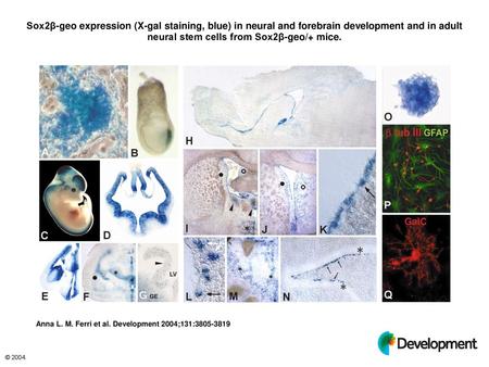 Sox2β-geo expression (X-gal staining, blue) in neural and forebrain development and in adult neural stem cells from Sox2β-geo/+ mice. Sox2β-geo expression.