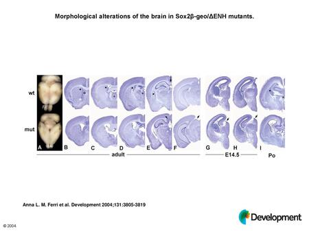 Morphological alterations of the brain in Sox2β-geo/ΔENH mutants.