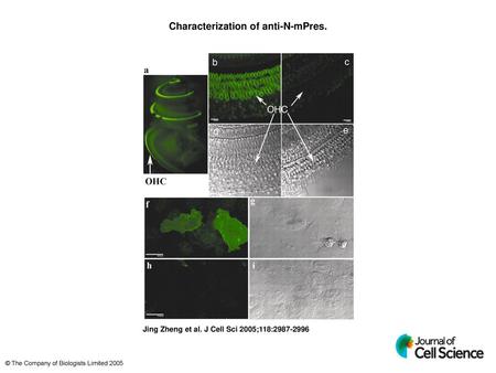 Characterization of anti-N-mPres.