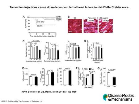 Tamoxifen injections cause dose-dependent lethal heart failure in αMHC-MerCreMer mice. Tamoxifen injections cause dose-dependent lethal heart failure in.