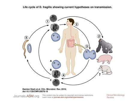 Life cycle of D. fragilis showing current hypotheses on transmission.