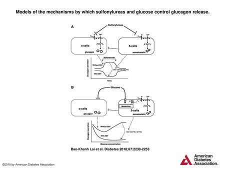 Models of the mechanisms by which sulfonylureas and glucose control glucagon release. Models of the mechanisms by which sulfonylureas and glucose control.