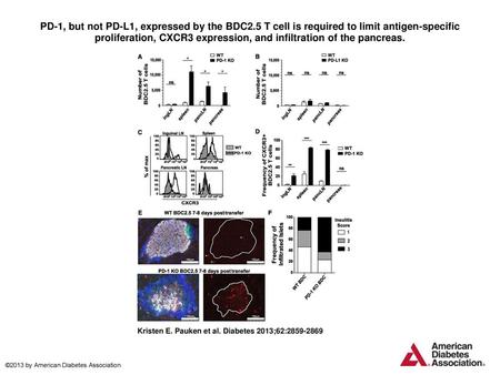 PD-1, but not PD-L1, expressed by the BDC2