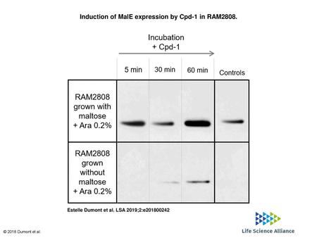 Induction of MalE expression by Cpd-1 in RAM2808.