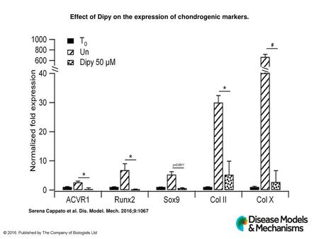 Effect of Dipy on the expression of chondrogenic markers.