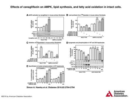 Effects of canagliflozin on AMPK, lipid synthesis, and fatty acid oxidation in intact cells. Effects of canagliflozin on AMPK, lipid synthesis, and fatty.