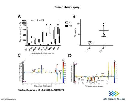 Tumor phenotyping. Tumor phenotyping. (A) Comparative growth behavior of tumors after grafting R versus VR J2A, H1, and I1 cell lines in independent experiments.