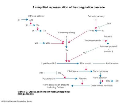 A simplified representation of the coagulation cascade.