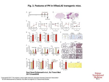 Fig. 3. Features of PH in KRasLA2 transgenic mice.