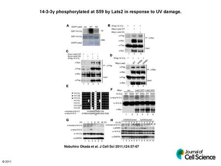 14-3-3γ phosphorylated at S59 by Lats2 in response to UV damage.