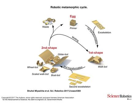 Robotic metamorphic cycle.