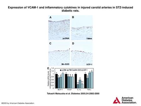 Expression of VCAM-1 and inflammatory cytokines in injured carotid arteries in STZ-induced diabetic rats. Expression of VCAM-1 and inflammatory cytokines.