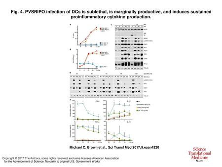 Fig. 4. PVSRIPO infection of DCs is sublethal, is marginally productive, and induces sustained proinflammatory cytokine production. PVSRIPO infection of.