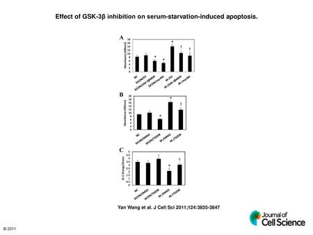 Effect of GSK-3β inhibition on serum-starvation-induced apoptosis.