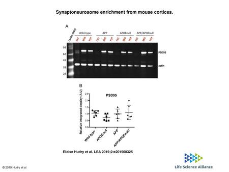 Synaptoneurosome enrichment from mouse cortices.