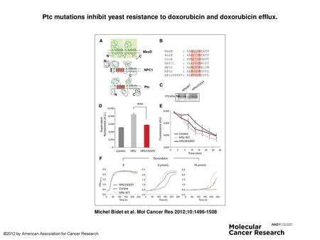 Ptc mutations inhibit yeast resistance to doxorubicin and doxorubicin efflux. Ptc mutations inhibit yeast resistance to doxorubicin and doxorubicin efflux.