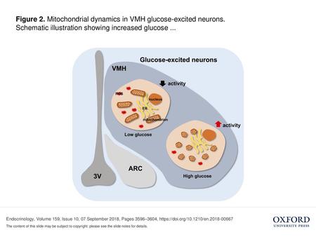 Figure 2. Mitochondrial dynamics in VMH glucose-excited neurons