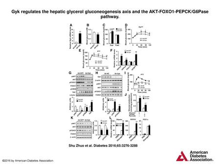 Gyk regulates the hepatic glycerol gluconeogenesis axis and the AKT-FOXO1-PEPCK/G6Pase pathway. Gyk regulates the hepatic glycerol gluconeogenesis axis.