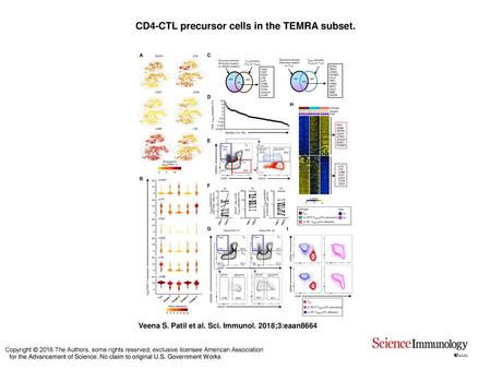 CD4-CTL precursor cells in the TEMRA subset.