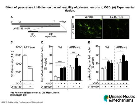 Effect of γ-secretase inhibition on the vulnerability of primary neurons to OGD. (A) Experimental design. Effect of γ-secretase inhibition on the vulnerability.