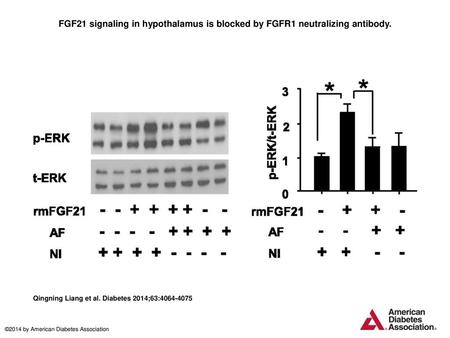 FGF21 signaling in hypothalamus is blocked by FGFR1 neutralizing antibody. FGF21 signaling in hypothalamus is blocked by FGFR1 neutralizing antibody. Twelve-week-old.