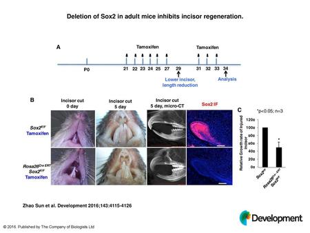 Deletion of Sox2 in adult mice inhibits incisor regeneration.