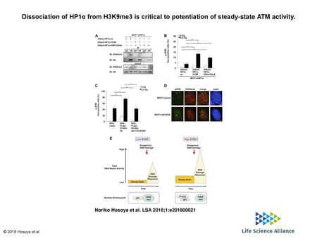 Dissociation of HP1α from H3K9me3 is critical to potentiation of steady-state ATM activity. Dissociation of HP1α from H3K9me3 is critical to potentiation.