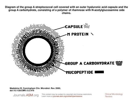 Diagram of the group A streptococcal cell covered with an outer hyaluronic acid capsule and the group A carbohydrate, consisting of a polymer of rhamnose.