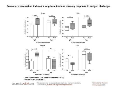 Pulmonary vaccination induces a long-term immune memory response to antigen challenge. Pulmonary vaccination induces a long-term immune memory response.