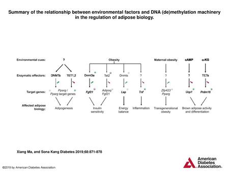 Summary of the relationship between environmental factors and DNA (de)methylation machinery in the regulation of adipose biology. Summary of the relationship.