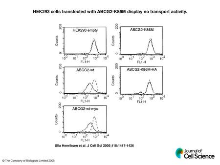 HEK293 cells transfected with ABCG2-K86M display no transport activity