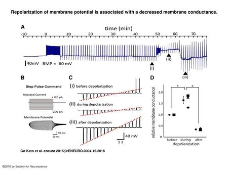 Repolarization of membrane potential is associated with a decreased membrane conductance. Repolarization of membrane potential is associated with a decreased.