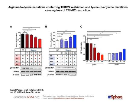 Arginine-to-lysine mutations conferring TRIM22 restriction and lysine-to-arginine mutations causing loss of TRIM22 restriction. Arginine-to-lysine mutations.