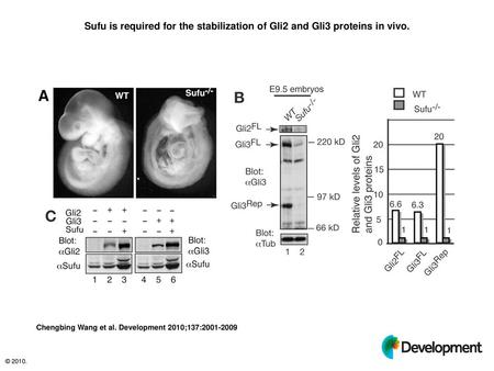 Sufu is required for the stabilization of Gli2 and Gli3 proteins in vivo. Sufu is required for the stabilization of Gli2 and Gli3 proteins in vivo. (A)