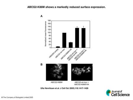 ABCG2-K86M shows a markedly reduced surface expression.