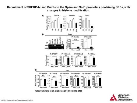 Recruitment of SREBP-1c and Dnmts to the Gpam and Scd1 promoters containing SREs, with changes in histone modification. Recruitment of SREBP-1c and Dnmts.