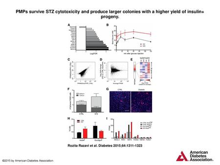 PMPs survive STZ cytotoxicity and produce larger colonies with a higher yield of insulin+ progeny. PMPs survive STZ cytotoxicity and produce larger colonies.