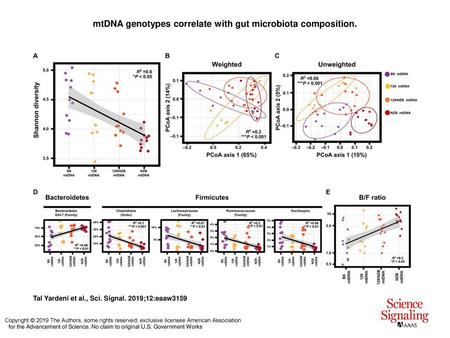 mtDNA genotypes correlate with gut microbiota composition.