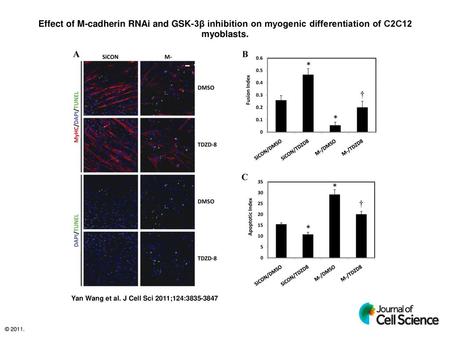 Effect of M-cadherin RNAi and GSK-3β inhibition on myogenic differentiation of C2C12 myoblasts. Effect of M-cadherin RNAi and GSK-3β inhibition on myogenic.