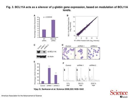 Fig. 3. BCL11A acts as a silencer of γ-globin gene expression, based on modulation of BCL11A levels. BCL11A acts as a silencer of γ-globin gene expression,