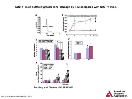 Nrf2−/− mice suffered greater renal damage by STZ compared with Nrf2+/+ mice. Nrf2−/− mice suffered greater renal damage by STZ compared with Nrf2+/+ mice.