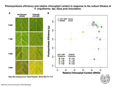 Photosynthesis efficiency and relative chlorophyll content in response to the culture filtrates of F. virguliforme. dpi, Days post inoculation. Photosynthesis.