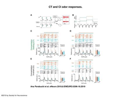 CT and CI odor responses.