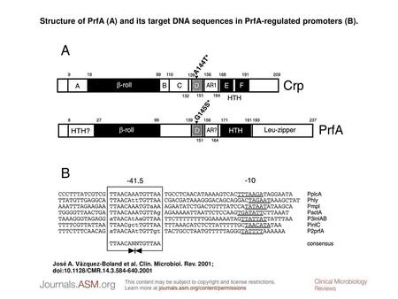 Structure of PrfA (A) and its target DNA sequences in PrfA-regulated promoters (B). Structure of PrfA (A) and its target DNA sequences in PrfA-regulated.