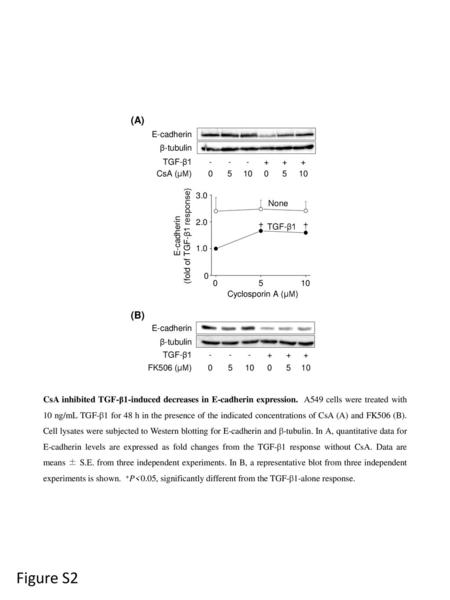 (fold of TGF-β1 response)