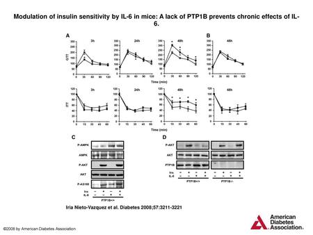 Modulation of insulin sensitivity by IL-6 in mice: A lack of PTP1B prevents chronic effects of IL-6. Modulation of insulin sensitivity by IL-6 in mice: