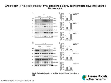 Angiotensin-(1-7) activates the IGF-1/Akt signalling pathway during muscle disuse through the Mas receptor. Angiotensin-(1-7) activates the IGF-1/Akt signalling.