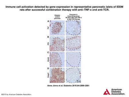 Immune cell activation detected by gene expression in representative pancreatic islets of IDDM rats after successful combination therapy with anti–TNF-α.